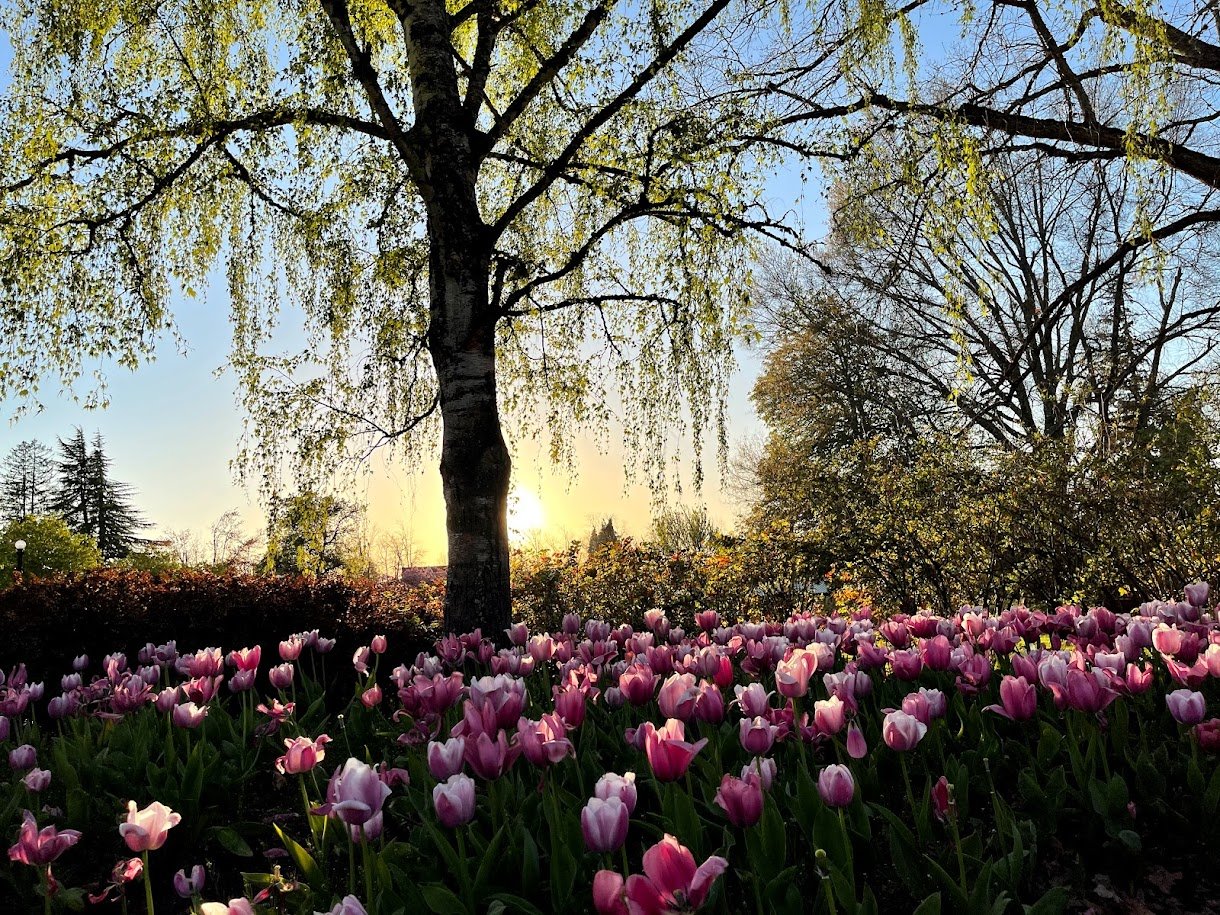 Tulip Fields at Dusk